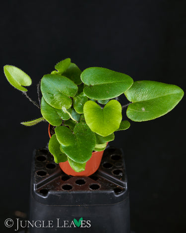 Mickelopteris cordata S