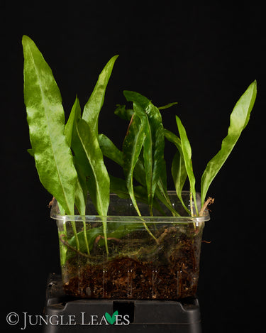 Microgramma lycopodioides