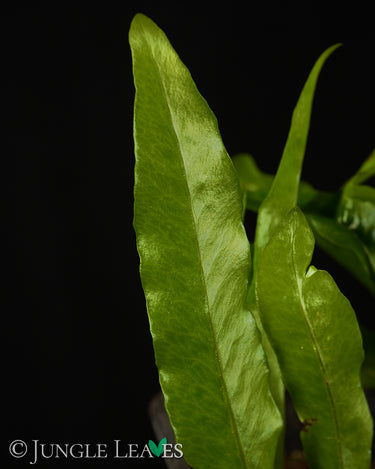 Microgramma lycopodioides