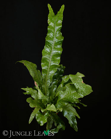 Microsorum musifolium 'Crocodyllus' (Krokodilfarn)