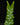 Microsorum musifolium 'Crocodyllus' (Krokodilfarn)