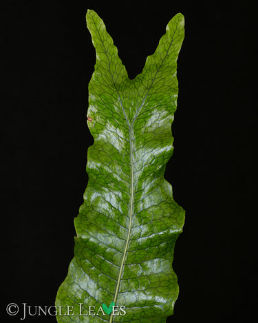 Microsorum musifolium 'Crocodyllus' (Krokodilfarn)