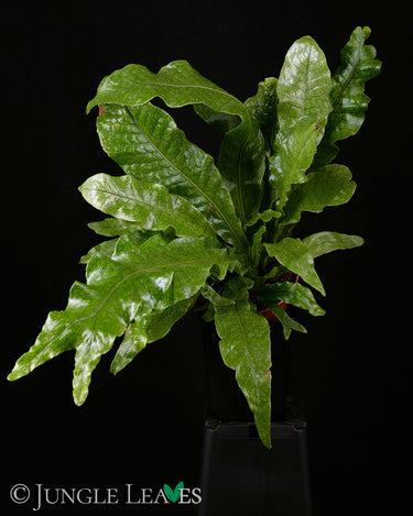 Microsorum musifolium 'Crocodyllus' (Krokodilfarn)