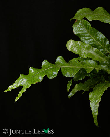 Microsorum musifolium 'Crocodyllus' (Krokodilfarn)