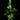 Microsorum musifolium