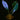 Microsorum siamense