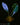 Microsorum siamense