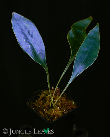 Microsorum siamense