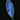 Microsorum siamense
