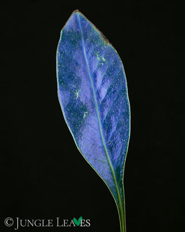 Microsorum siamense