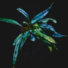 Microsorum siamense x thailandicum