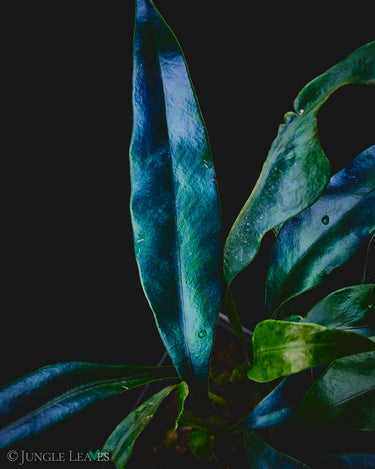 Microsorum siamense x thailandicum