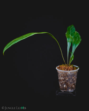 Microsorum siamense x thailandicum