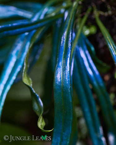 Microsorum thailandicum