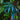 Microsorum thailandicum