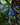 Microsorum thailandicum