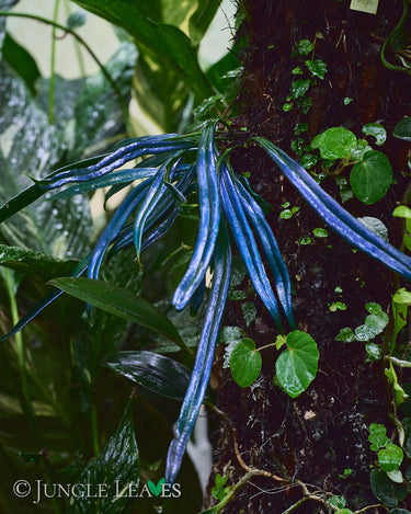 Microsorum thailandicum