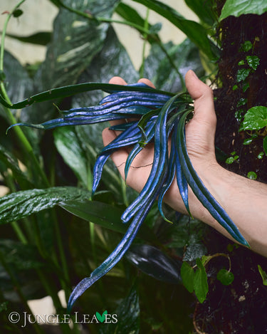 Microsorum thailandicum