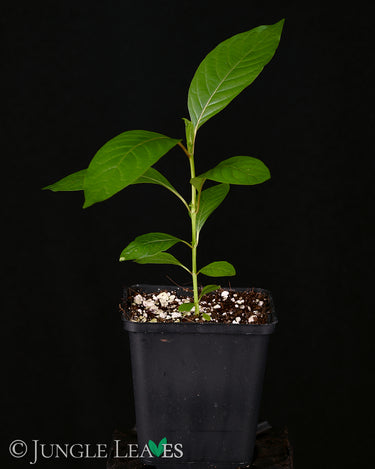 Mitragyna speciosa