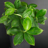Monocostus uniflorus 'Lemon'