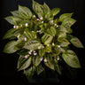 Monolena primuliflora