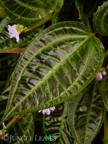 Monolena primuliflora