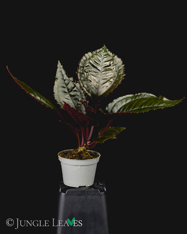 Monolena primuliflora 'Midnight Glory'