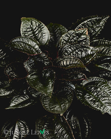 Monolena primuliflora 'Midnight Glory'
