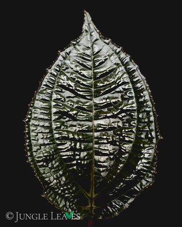 Monolena primuliflora 'Midnight Glory'