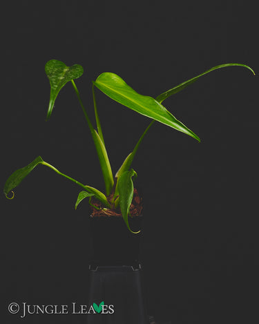 Monstera Burle Marxs Flame