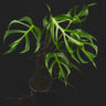 Monstera Burle Marxs Flame
