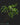 Monstera Burle Marxs Flame