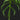 Monstera Burle Marxs Flame