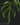 Monstera Burle Marxs Flame