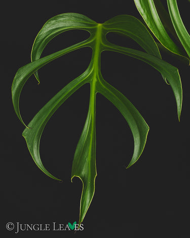 Monstera Burle Marxs Flame