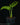 Monstera 'Esqueleto' S