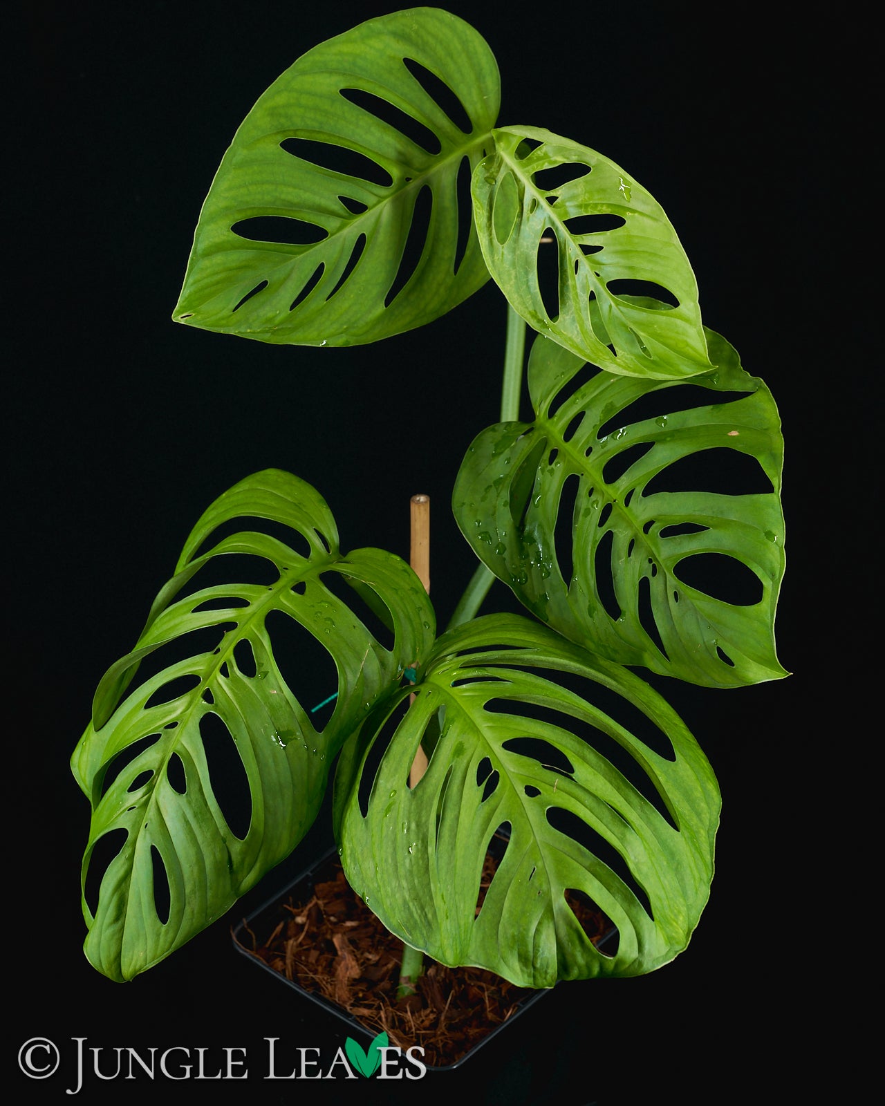 Monstera sp. 'Esqueleto' (