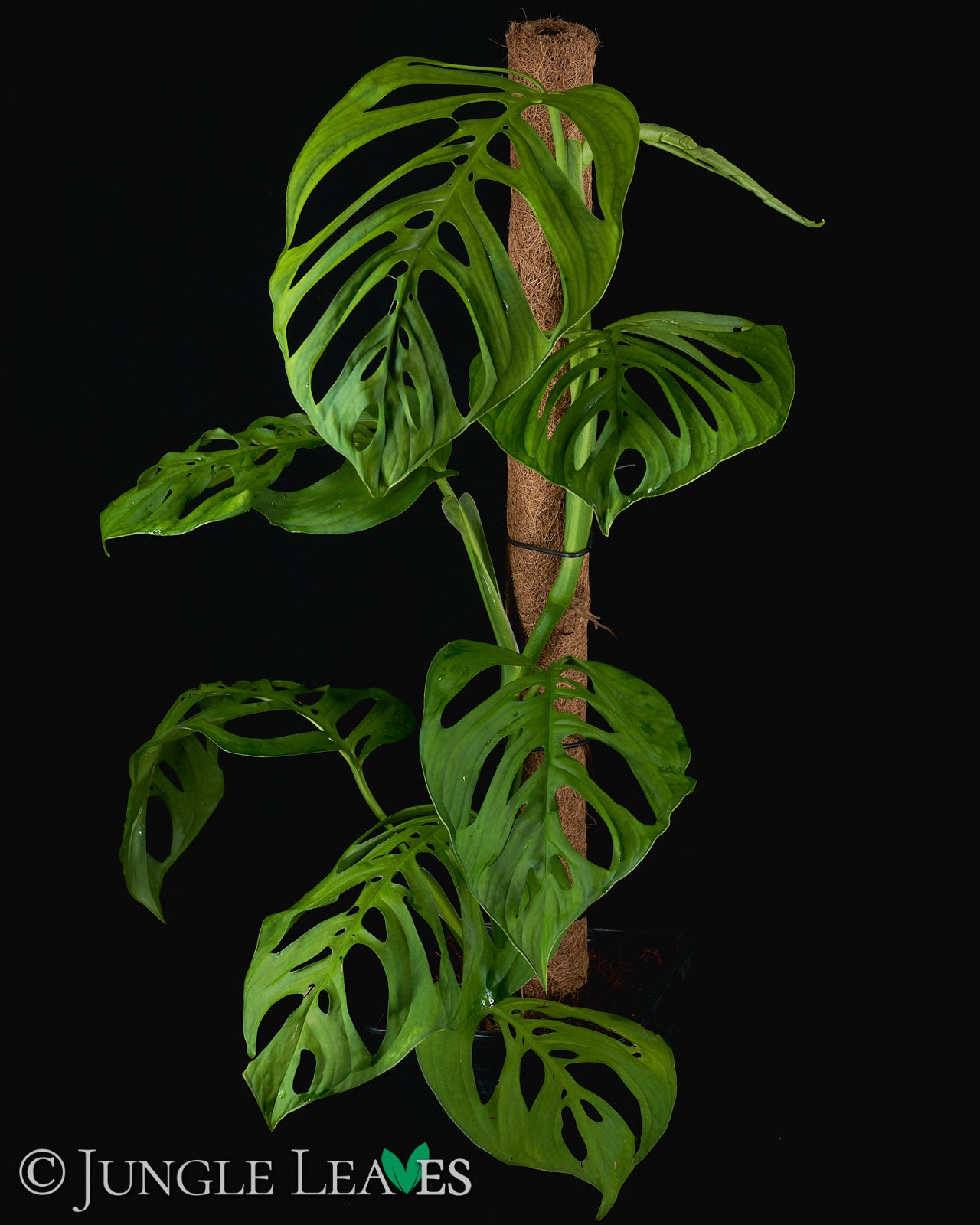 Monstera sp. 'Esqueleto' (