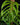Monstera 'Esqueleto' L