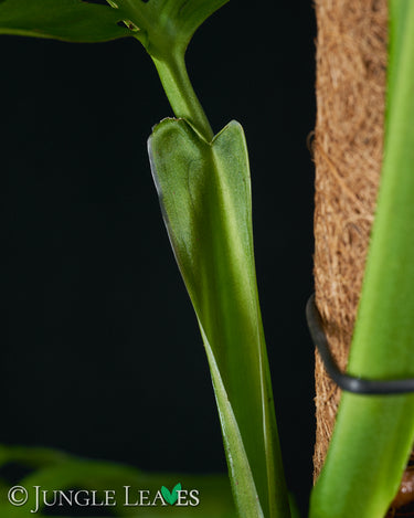 Monstera 'Esqueleto' L
