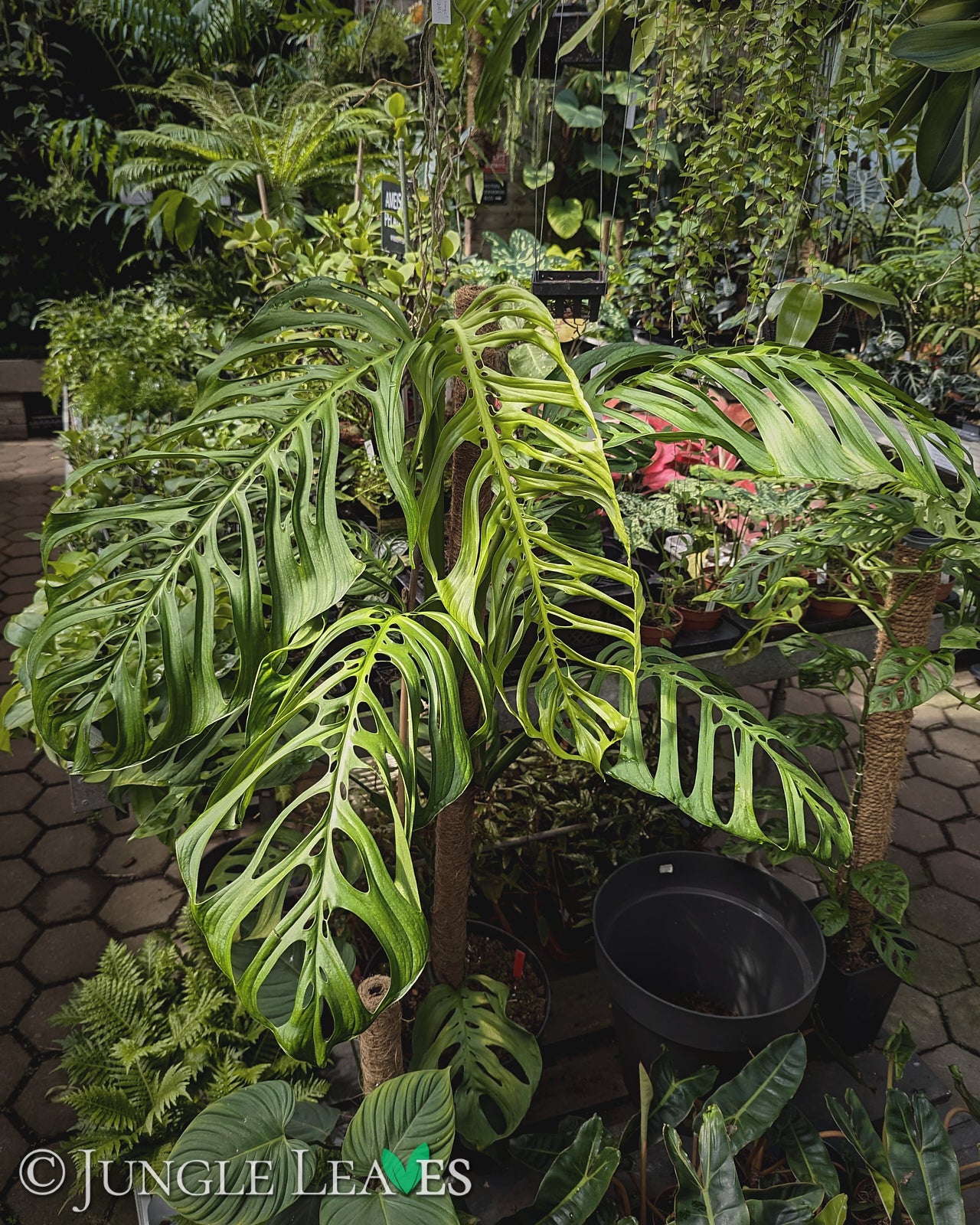 monstera esqueleto kaufen Monstera sp. 'Esqueleto' (