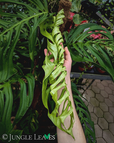 Monstera 'Esqueleto' XL