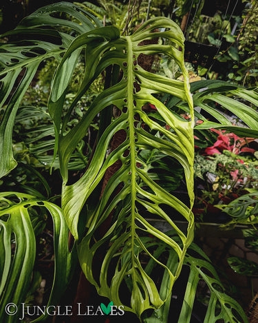 Monstera 'Esqueleto' XL
