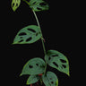 Monstera Esqueleto baby