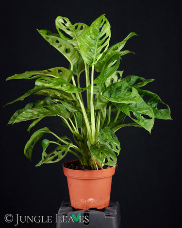 Monstera adansonii 'Monkey Mask'
