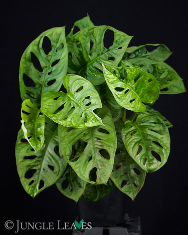 Monstera adansonii 'Monkey Mask'