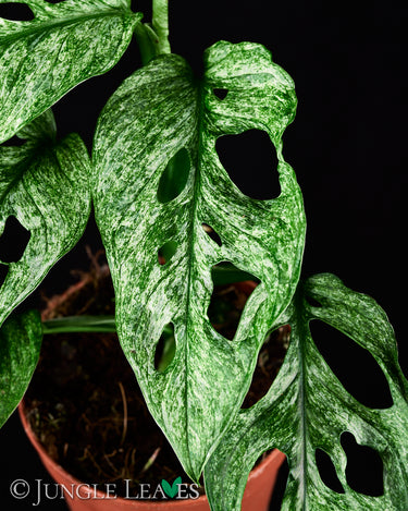 Monstera adansonii 'Mint'