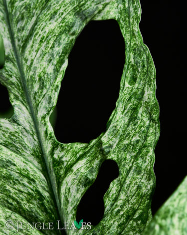Monstera adansonii 'Mint'