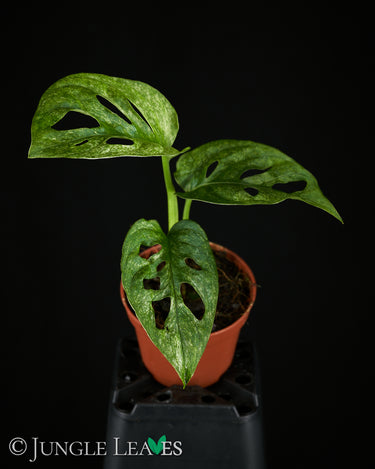 Monstera adansonii 'Mint' Babyplant