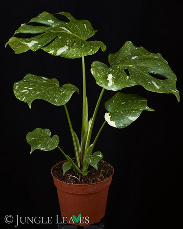 Monstera deliciosa 'Thai Constellation'